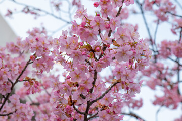 日本、京都、淀水路、河津桜、桜、春、青空、花、淀、滿開
