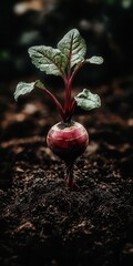 Vibrant Macro Shot of a Beet in Early Growth Stage with Deep Red Bulb led in Dark Soil and Lush Green Leaves Above Ground