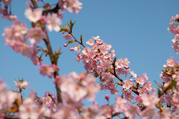 日本、京都、淀水路、河津桜、桜、春、青空、花、淀、滿開