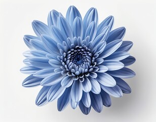 Obraz premium Blue Gerbera Daisy Flower