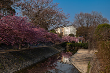 日本、京都、淀水路、河津桜、桜、春、青空、花、淀、滿開