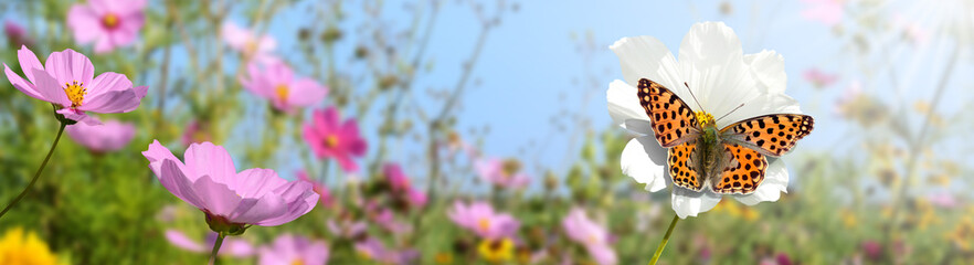 Obraz premium Schmetterling 1346