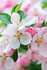 Obraz premium Delicate pink and white apple blossoms in full bloom amidst vibrant green leaves