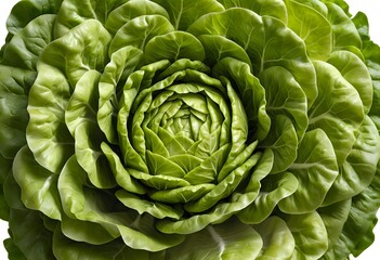 Obraz premium Close-up of Fresh Green Lettuce