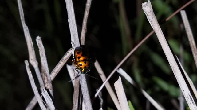 Beautiful brilliantly colored of bugs on plants at night. Jewel bug Chrysocoris stollii