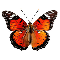 Fototapeta premium Vibrant Firefly Butterfly on transparent background