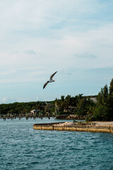 seagull flying over the sea in George Town, Bahama