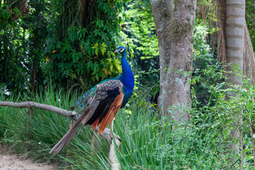 Male peacock (Pavo cristatus) standing on log fence, details of iridescent plumage visible. Dense...