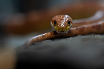 Portrait of a Corn Snake