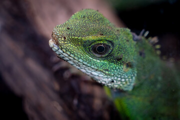 Chinese water dragon (Physignathus cocincinus) is a species of agamid lizard native to China and Indochina.