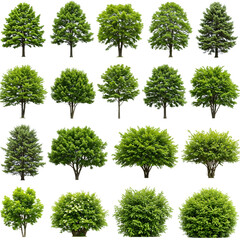 A collection of lush green trees and bushes in various shapes and sizes, showcasing different tree types and foliage structures. Ideal for nature, landscaping, or environmental-themed projects.