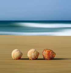    Three sea shells standing in a row on an sandy beach with sea and sky in the background the shells are sharp and in focus the sand sea and sky behind have blurred movement, abstract effect