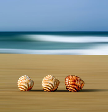    Three sea shells standing in a row on an sandy beach with sea and sky in the background the shells are sharp and in focus the sand sea and sky behind have blurred movement, abstract effect