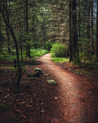 Winding forest path through lush greenery, inviting exploration, adventure, and quiet moments in...