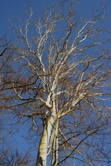 Background with plane tree seen from bottom to top
