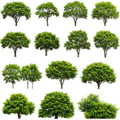 A collection of lush green trees and bushes in various shapes and sizes, showcasing different tree types and foliage structures. Ideal for nature, landscaping, or environmental-themed projects.