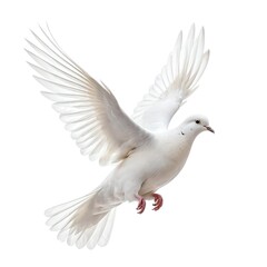 White Dove in Flight, Isolated on White Background