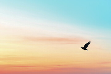 Fototapeta premium silhouette of bird flying against colorful sunset sky, evoking sense of freedom and tranquility