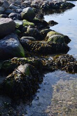 Nordic rocky shoreline covered with seaweed and moss, rocks in shallow water, coated with green algae and dark brown seaweed