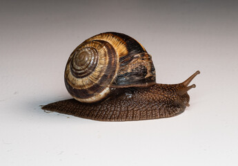snail, shell, spiral, brown, macro, close-up, slow, mollusk, nature, texture, detail, gastropod,...