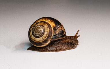 snail, shell, spiral, brown, macro, close-up, slow, mollusk, nature, texture, detail, gastropod, antennae, wet, slimy, natural, smooth surface, pattern, wildlife, soft body, small, crawling, biology, 
