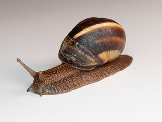 snail, shell, spiral, brown, macro, close-up, slow, mollusk, nature, texture, detail, gastropod,...