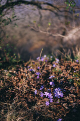 Beautiful Hepatica nobilis wild flowers blossom natural background