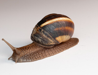 snail, shell, spiral, brown, macro, close-up, slow, mollusk, nature, texture, detail, gastropod, antennae, wet, slimy, natural, smooth surface, pattern, wildlife, soft body, small, crawling, biology, 