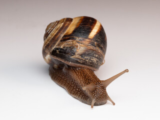 snail, shell, spiral, brown, macro, close-up, slow, mollusk, nature, texture, detail, gastropod, antennae, wet, slimy, natural, smooth surface, pattern, wildlife, soft body, small, crawling, biology, 