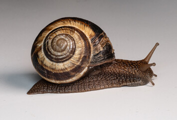 snail, shell, spiral, brown, macro, close-up, slow, mollusk, nature, texture, detail, gastropod, antennae, wet, slimy, natural, smooth surface, pattern, wildlife, soft body, small, crawling, biology, 
