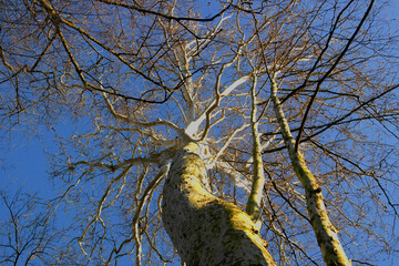 Background with plane tree seen from bottom to top