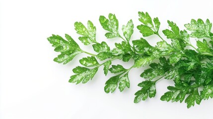 Obraz premium A fresh, dewy bunch of parsley, isolated on a transparent white background 