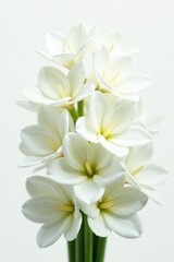 Obraz premium A close-up shot of a cluster of white flowers isolated on a white background, petals, flowers