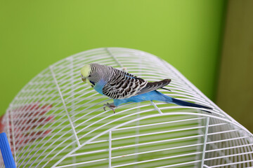 People take care of and play with budgies of the 