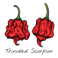 Hand-drawn colorful vector illustration of Trinidad Scorpion peppers, showcasing their unique wrinkled texture and shape. Perfect for food packaging, restaurant menus, and spicy ingredient bran