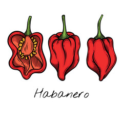 Colorful  vector illustration of whole and sliced habanero peppers, highlighting their wrinkled texture and seeds. Ideal for food packaging, restaurant menus, and spicy ingredient brand
