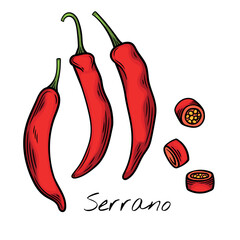 Colorful vector illustration of Serrano peppers, whole and sliced, showcasing their vibrant green color and seeds. Ideal for food packaging, restaurant menus, and spicy ingredient branding.