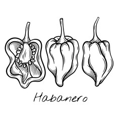 Hand-drawn black and white vector illustration of whole and sliced habanero peppers, highlighting their wrinkled texture and seeds. for food packaging, restaurant menus, and spicy ingredient brand