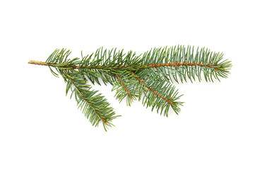 Fir branch isolated on white background.