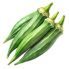 Fototapeta premium Watercolor Okra isolated on transparent background