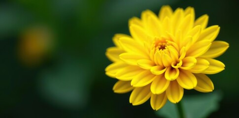 A close-up shot of a vibrant yellow chrysanthemum flower in full bloom, showcasing its intricate petals and bright coloration,  garden,  color
