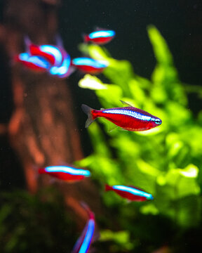 Roter Neon - Paracheirodon Axelrodi