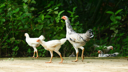 a group of white native chickens are sunbathing