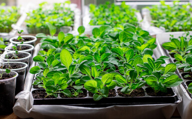seedlings in the garden