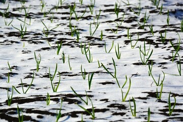 Green shoots breaking through the snow