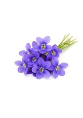 Naklejka premium Fresh bouquet of vibrant purple violets with delicate petals on white background