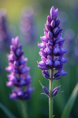 Delicate purple lavender blooms, vibrant close-up , lilac, soft