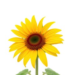 Single sunflower blossom, vibrant yellow petals against pure white background, serenity, head