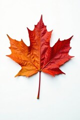 Crisp white background showcases single maple leaf cluster , single, seasonal