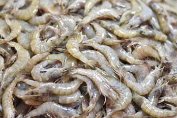 fresh raw shrimps